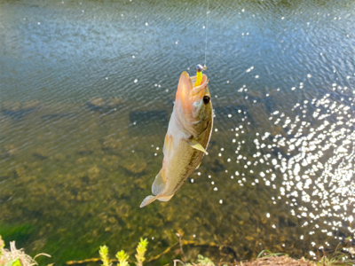 コバッチー釣り