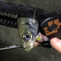 豆アジングとケンサキエギング