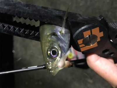 豆アジングとケンサキエギング