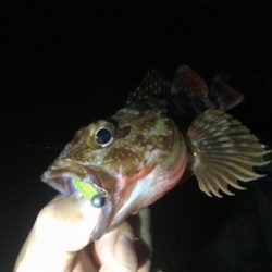 オールナイトで4目釣り