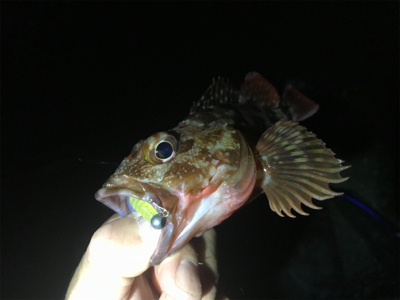 オールナイトで4目釣り