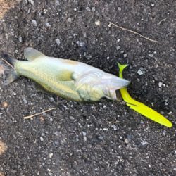 50アップゲット