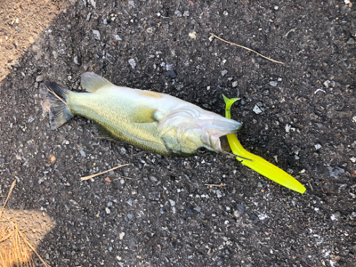 50アップゲット