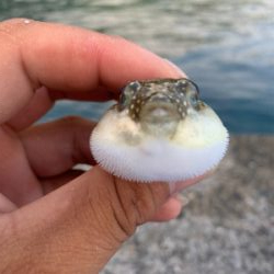 アオリイカを求めて