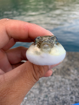 アオリイカを求めて