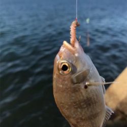 台風前、木材港でキス釣り(^。^)