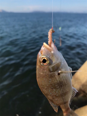 台風前、木材港でキス釣り(^。^)