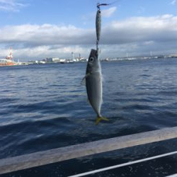 台風明け変わらず鯖。。。