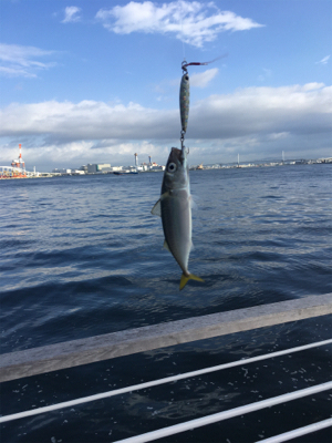 台風明け変わらず鯖。。。