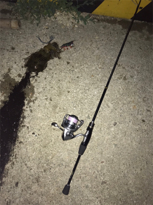 初佐渡島ライトゲーム