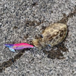 夕まずめエギング