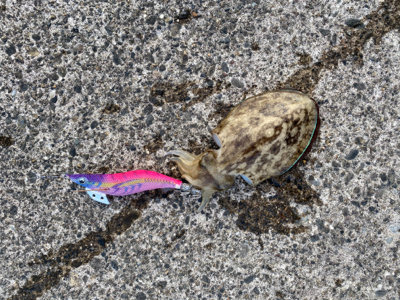 夕まずめエギング