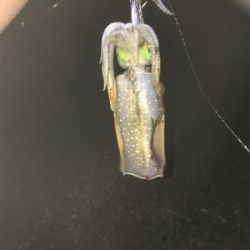 アジング エギング