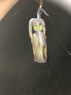 アジング エギング