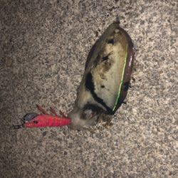 越前エリアの新子調査