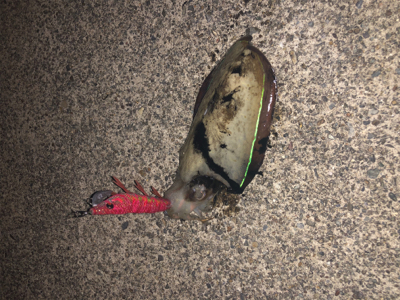 越前エリアの新子調査