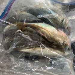 アジ爆 青物は…