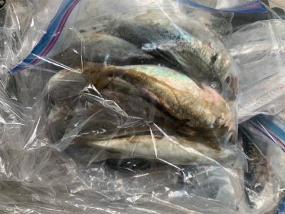 アジ爆 青物は…