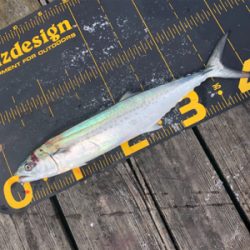 台風明けでサゴシ祭り‼️