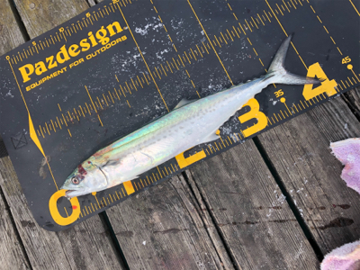 台風明けでサゴシ祭り‼️