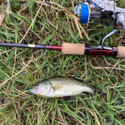 カワムツ　バス