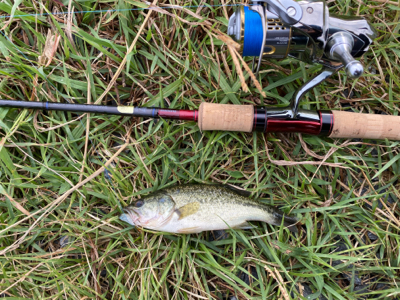 カワムツ　バス