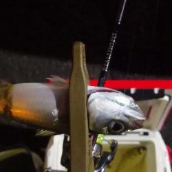 アジング練習 186