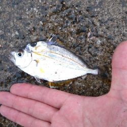 仕事の合間に、100均釣行