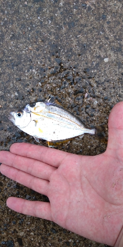 仕事の合間に、100均釣行