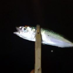 アジング練習 187