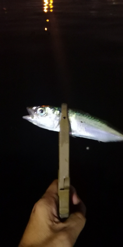 アジング練習 187