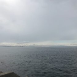 太刀魚調査とハマチ君