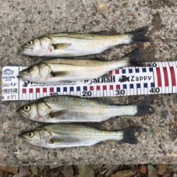 久しぶりのシーバス