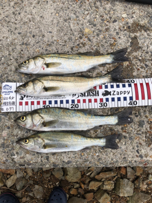 久しぶりのシーバス