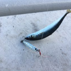 今朝も変わりなく小鯖。。。