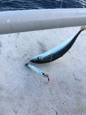 今朝も変わりなく小鯖。。。