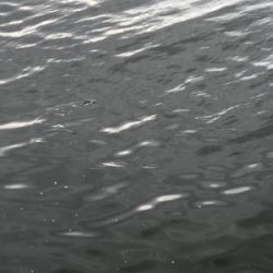 青物!ミニ波止でサワラさん(^^)