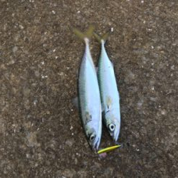 台風後の青タチ調査