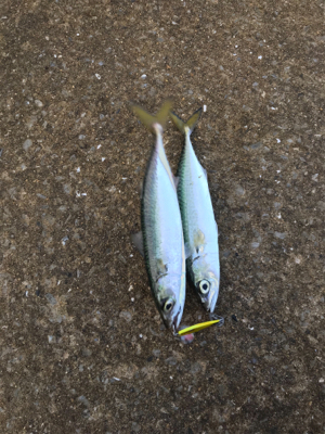 台風後の青タチ調査