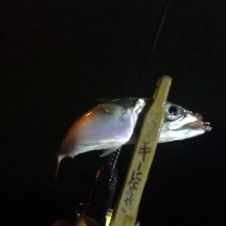 アジング練習 188