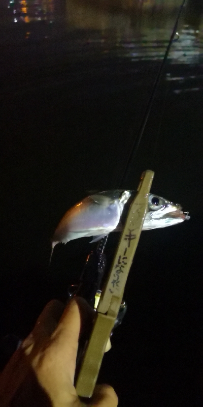 アジング練習 188