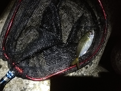闇アジング。太刀魚全くダメです。