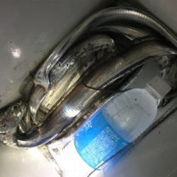 タチウオ釣り