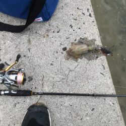 秋イカエギング