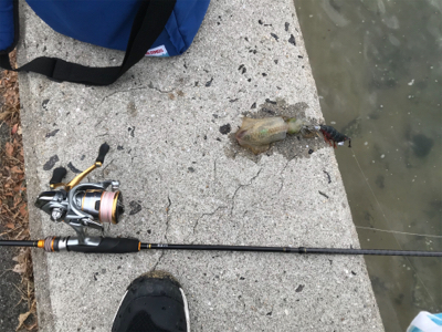 秋イカエギング