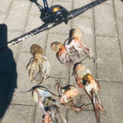 コスモスクエア釣果