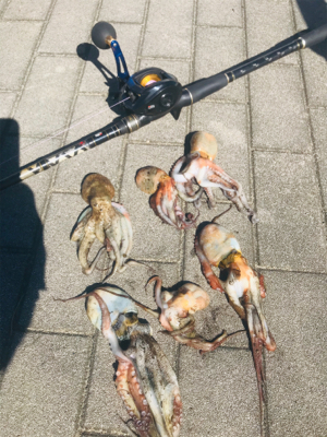 コスモスクエア釣果