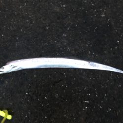 今年初タチウオ