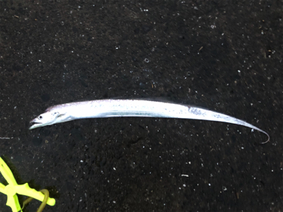 今年初タチウオ