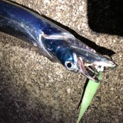 DAISO タチウオワーム 無双！